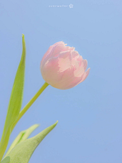 木mu~采集到花