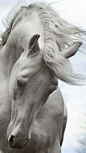 Equine Photography - Horse - Andalusian Horse: 
