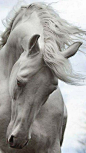 Equine Photography - Horse - Andalusian Horse: