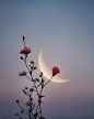 花与月 ​​​photo by Sara