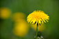 Photograph Dandelion Flower by Andrei Draghici on 500px