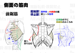 风の行者采集到A-绘画教程人体结构