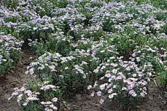 秋菊的紫丁香花