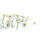 #PNG# #PNG花朵# #花朵# #透明小素材#@艺鱼视觉