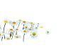 绿植草木花卉素材集 (116)