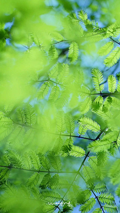 烤粑侠采集到背景