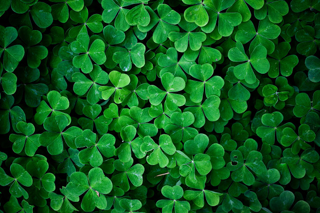 #clovers, #plants, #...