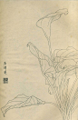 白描花鸟图 马蹄莲-紫砂素材-中国紫砂艺术网