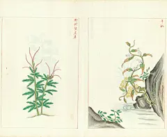 金石昆虫草木状