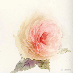_夏至采集到花卉