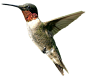 male_humming_bird_png_by_doloresdevelde-d4ktla0.png (2000×1782) #PNG