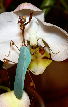 贝利亚小丑采集到Insects