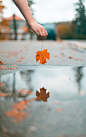Leaf, water, fall and autumn HD photo by Derek Thomson (@derekthomson) on Unsplash : Download this photo by Derek Thomson (@derekthomson)