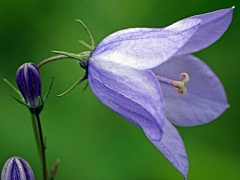 彩雲追月采集到花