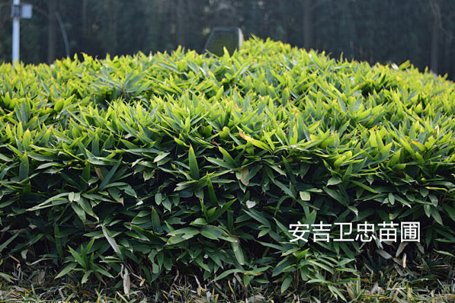 美丽箬竹1