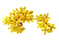 桂花