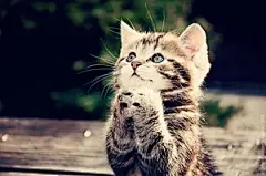 Pleeeeza!!