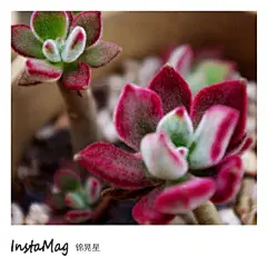 莹莹鲁的多肉名片