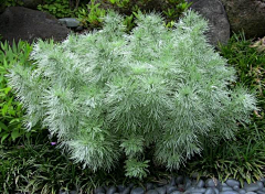 用户hLPXhT2S采集到植物种类