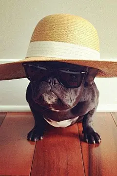 炫酷创意戴墨镜的狗狗可爱手机壁纸http://www.kutoo8.com/