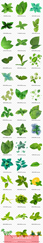 手绘创意草本植物绿色新鲜树叶清凉薄荷叶子冰块免抠素材图N485