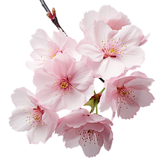 1024-20:30-2021采集到花花草草类