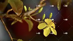 杏花 黄色的花 花朵 花卉背景 花壁纸 美丽的花朵 春天 自然