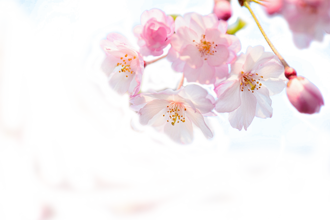 花 粉色 桃花 春天 png 花朵 樱花...