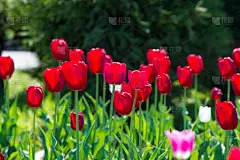 郁金香,春天,开花植物,百合科,信心,杯球猜谜游戏,天空,美,水平画幅,夏天