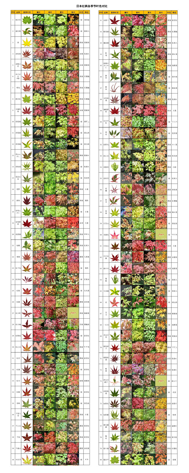 日本红枫季节叶色对比