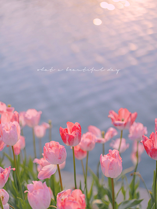 #摄影（花）#