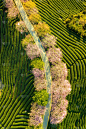 航拍福建漳平永福春季樱花茶园道路