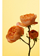 玫瑰花鲜花唯美场景产品摄影 杭州