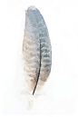 复古手绘水彩鸟类邮背景装饰免扣PNG图案 手账影楼设计PS素材 (28)