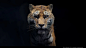 Tiger - at the top of the hill, Daniel Bystedt : I've been inching this project forward at home after the family has gone to bed. Really fun to try and see how far I could push Blender 2.8's realtime viewport Eevee when it comes to fur. It's really great 