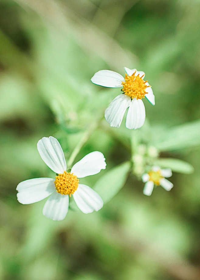 洋甘菊