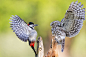 自然类：剑拔弩张 摄影：Ian Schofield

一只小猫头鹰和大斑啄木鸟展开攻击姿势，两只鸟都张开它们的翅膀，完美展现羽毛的美丽色彩。