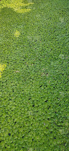 过去11采集到植物素材