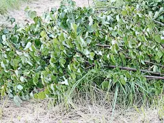 在干草上砍树