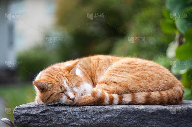 姜的猫素材-花瓣网