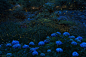 #动漫# 紫阳花与萤火虫同时出现在一个场景里，真是感觉穿越到了宫崎骏的世界(ﾟ▽ﾟ*) ​​​​