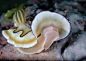 神奇的水下世界：美丽的海底动物摄影 - 设计之家