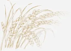 谷子