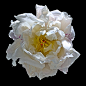 267)Peony W2 (Explore)