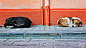 General 1920x1080 dog animals Turkey street walls sleeping