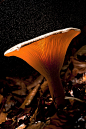 Mushroom Light, Lorenzo Shoubridge