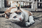 Orange Tabby Cat on Gray Concrete Floor in Focus Photography