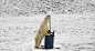 俄罗斯北极熊在研究监视器下超萌自拍