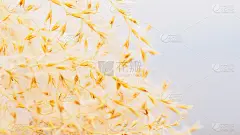 干龙须草的花。
