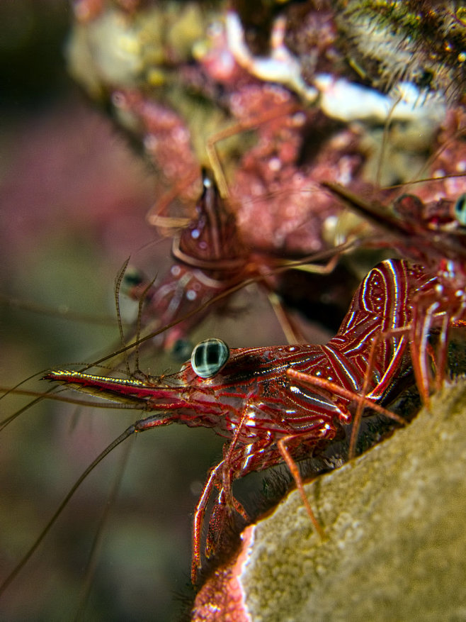 Dancer Crab (Shrimp)...